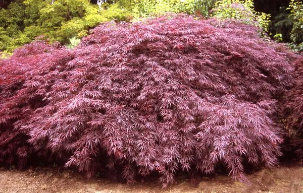 Tamukeyama Weeping Japanese Maple