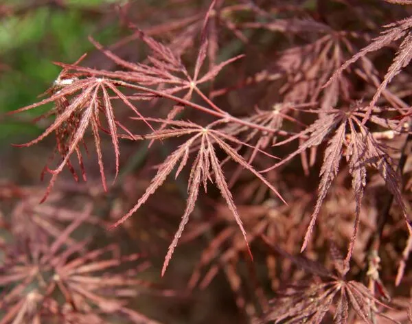Tamukeyama Weeping Japanese Maple Foliage