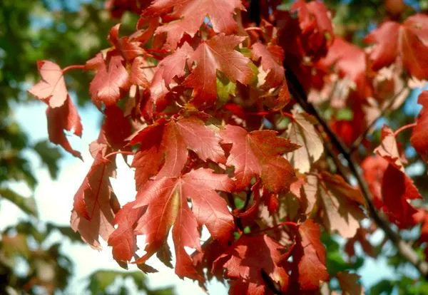 Autumn Blaze Maple Foliage