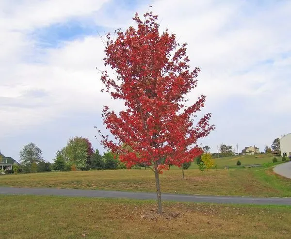 Red fall color of Autumn Blaze Maple tree for sale near me in Lebanon PA.