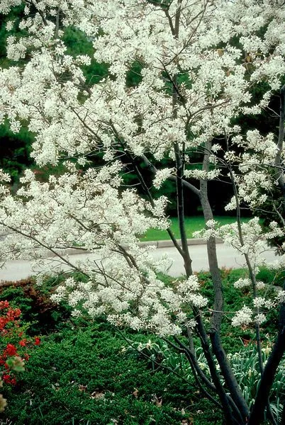 Autumn Brilliance Serviceberry Blooms