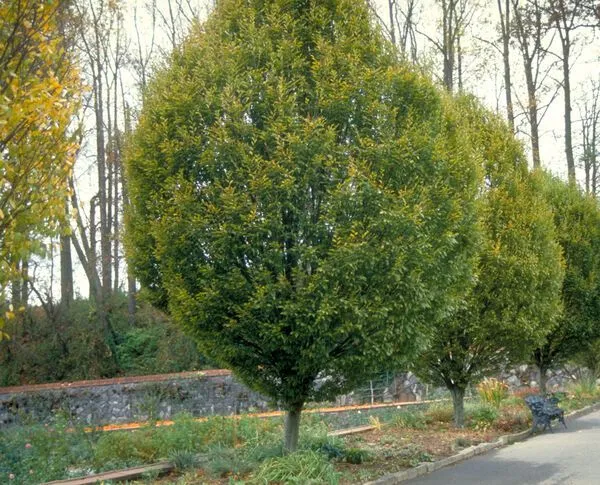 Pyramidal European Hornbeam Tree