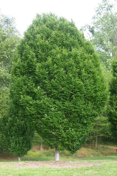 Pyramidal European Hornbeam Tree