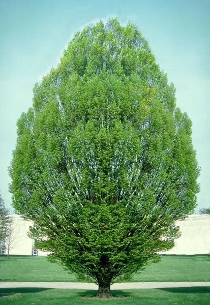 Pyramidal European Hornbeam Tree