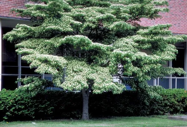 Kousa Dogwood Tree