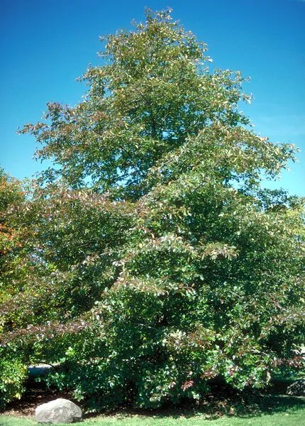 Wildfire Black Gum Tree