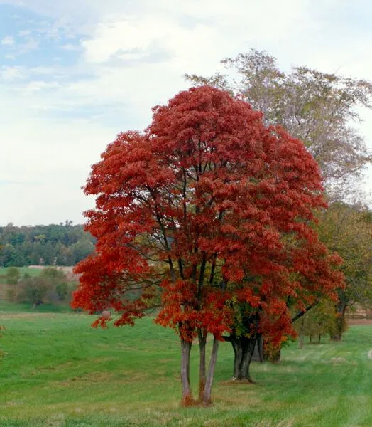 Wildfire Black Gum Tree
