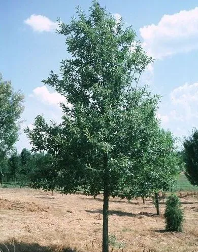 Wildfire Black Gum tree for sale near me in Lebanon PA.