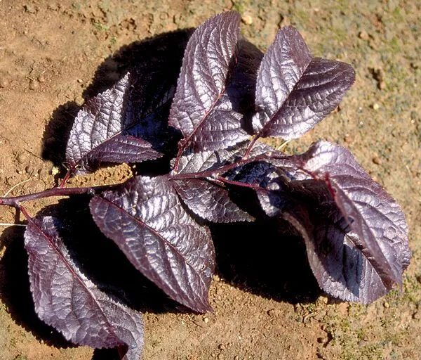 Krauter Vesuvius Plum Foliage