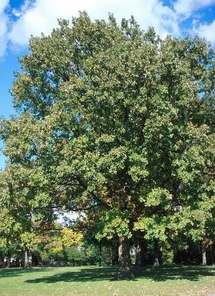 Swamp White Oak tree for sale near me in Lebanon PA.