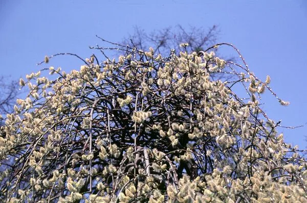 Weeping pussy Willow Tree