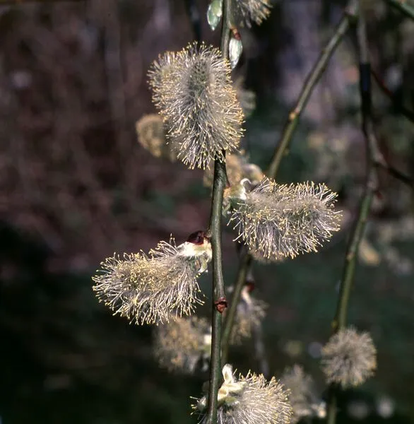 Weeping pussy Willow Blooms