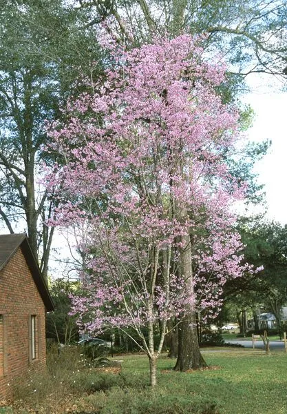 Okame Flowering Cherry Tree