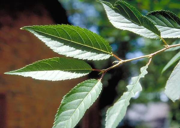 Okame Flowering Cherry Tree Foliage