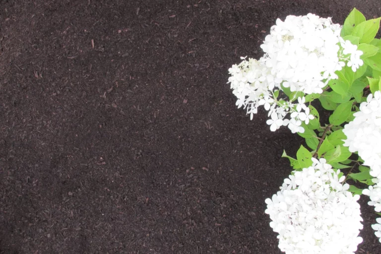Organic Compost
