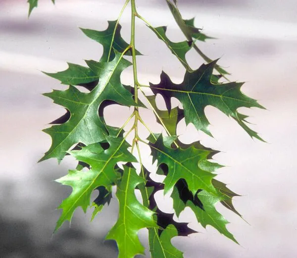 Pin Oak Tree