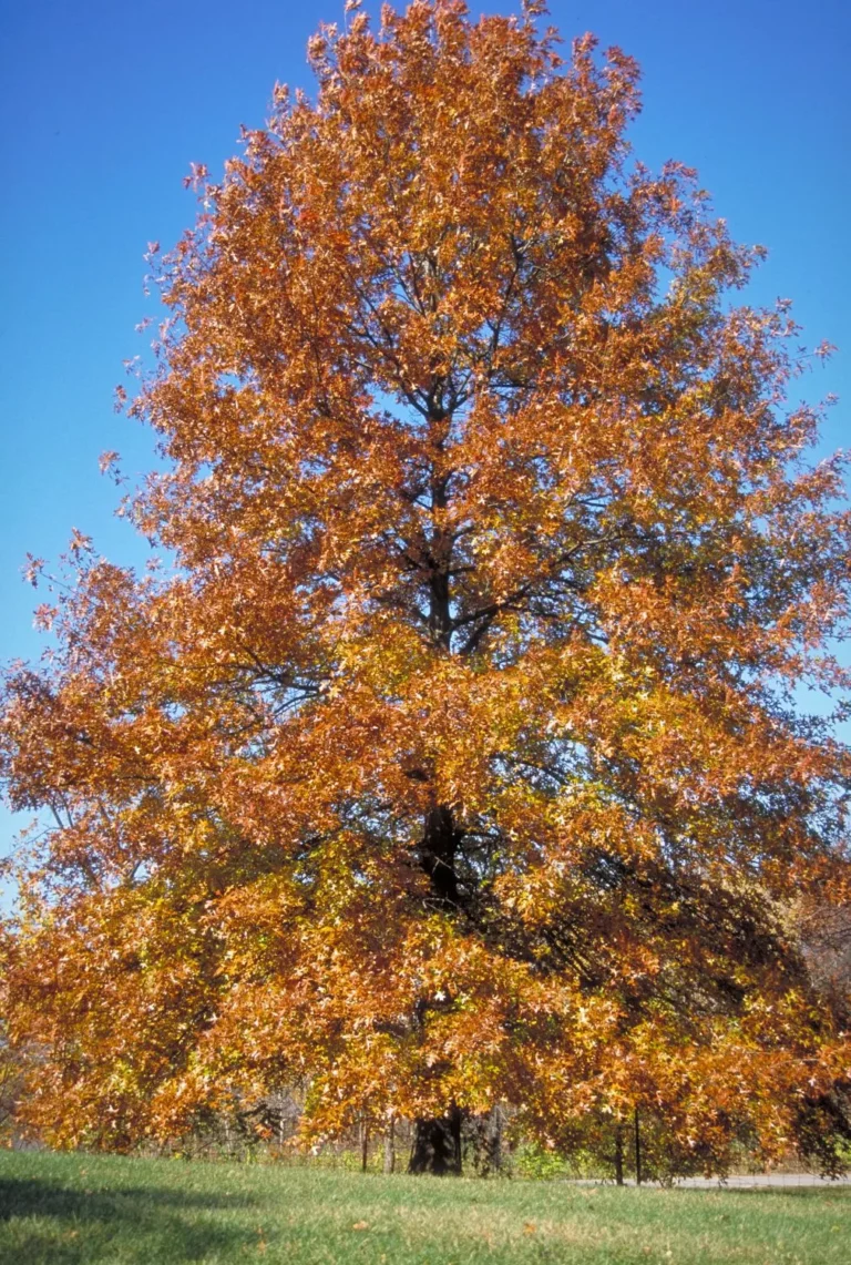 Pin Oak Tree