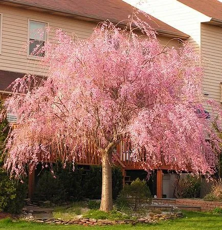 Flowers of Pink Weeping Cherry tree for sale near me in Lebanon PA.