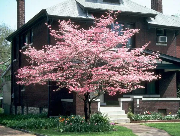 Pink Native Dogwood Tree