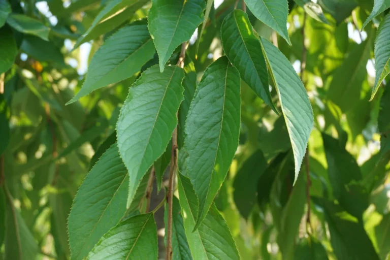 Pink Weeping Cherry Tree Foliage