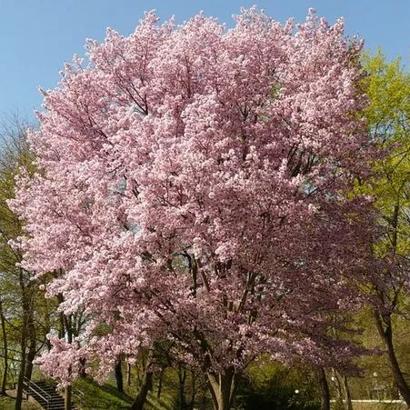 Flowers of Autumn Flowering Cherry tree for sale near me in Lebanon PA.