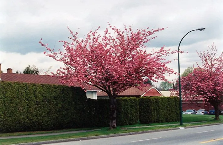 Kwanzan Flowering Cherry Tree