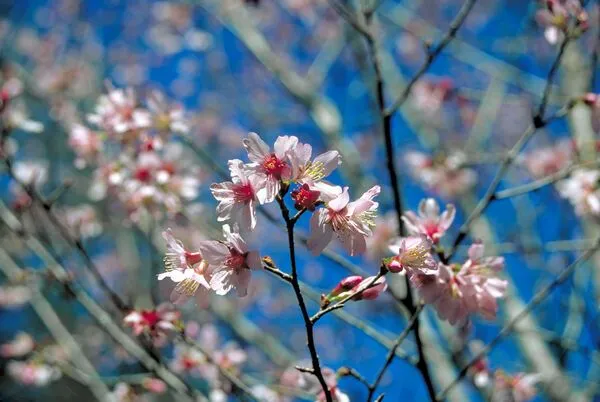 Okame Flowering Cherry Tree Flowers