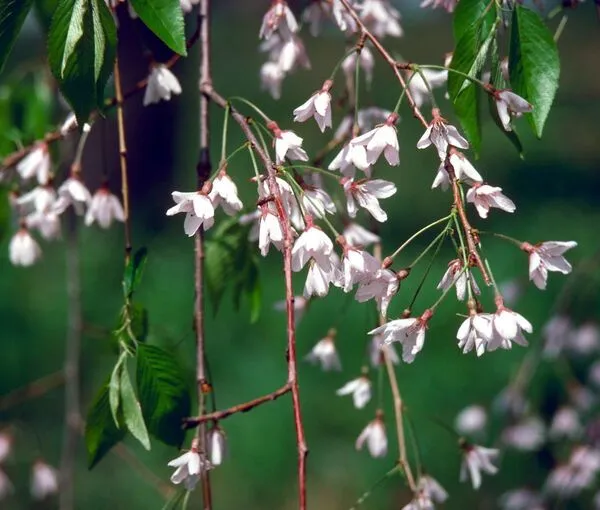 Pink Weeping Cherry Tree Flowers