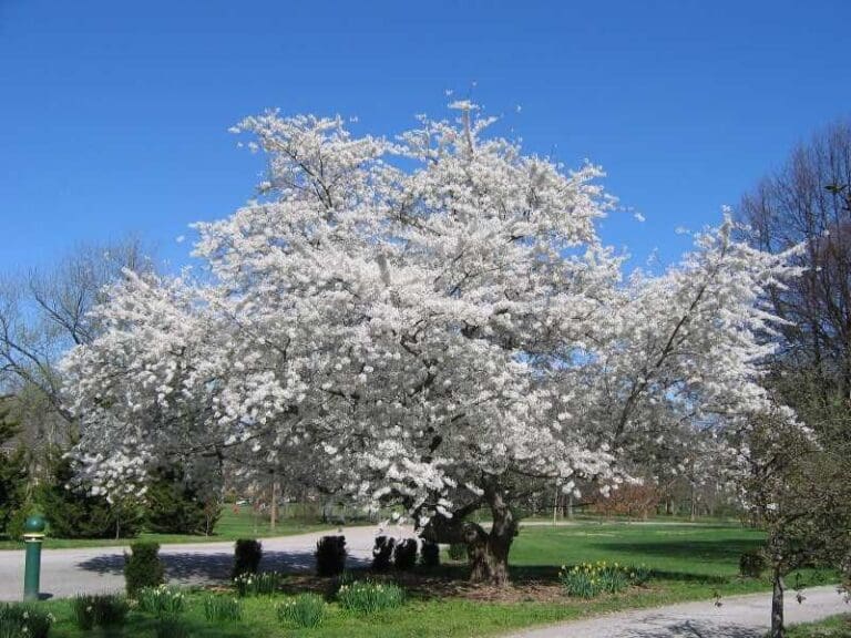 Yoshino Flowering Cherry Tree