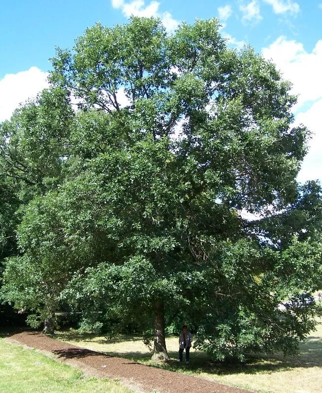 Pin Oak Tree