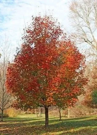Red fall color of Red Sunset Maple tree for sale near me in Lebanon PA.
