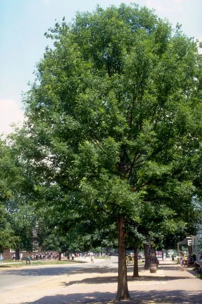 Red Oak Tree
