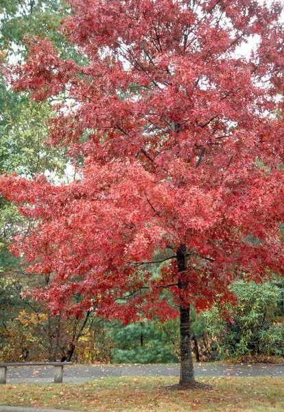 Red Oak Tree