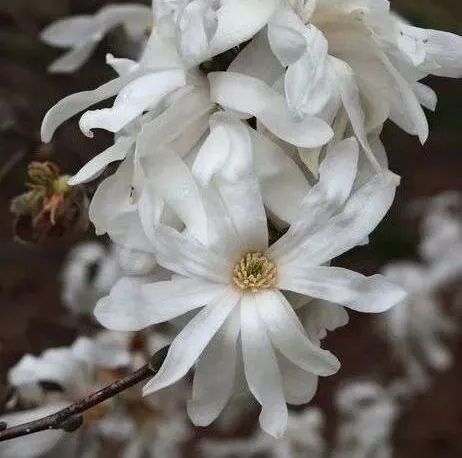 Flower of Royal Star Magnolia tree for sale near me in Lebanon PA.