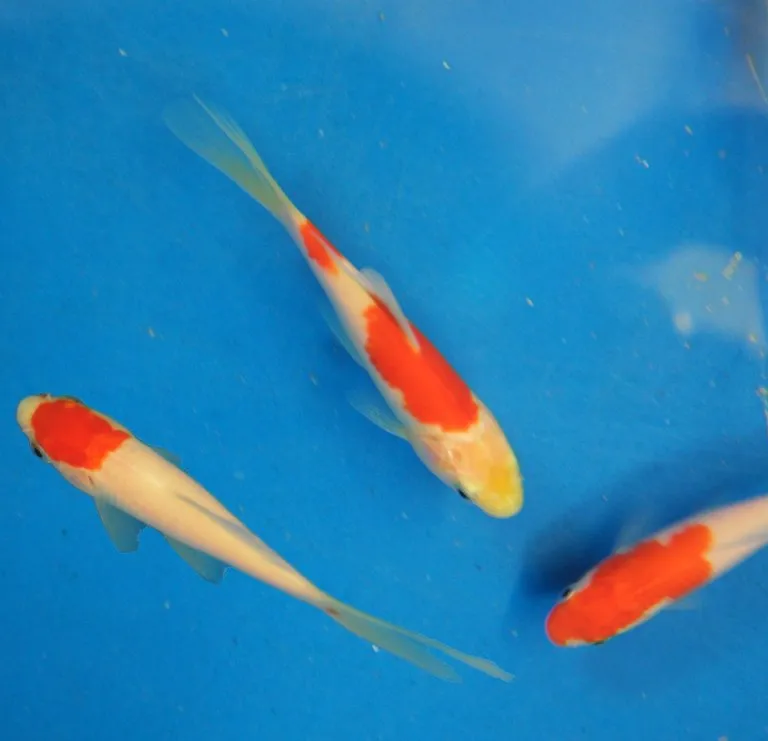 Sarasa Comet Goldfish