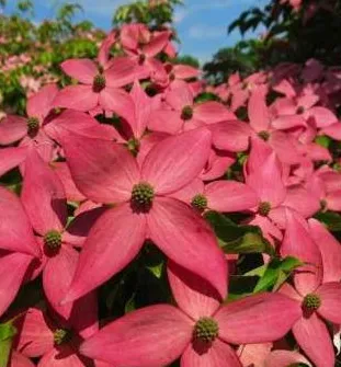 Red flowers of Scarlet Fire Dogwood tree for sale near me in Lebanon PA.