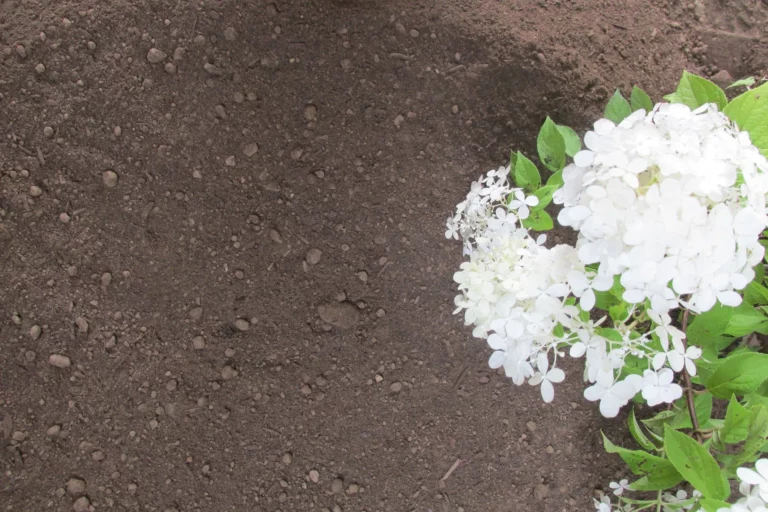 Screened Topsoil