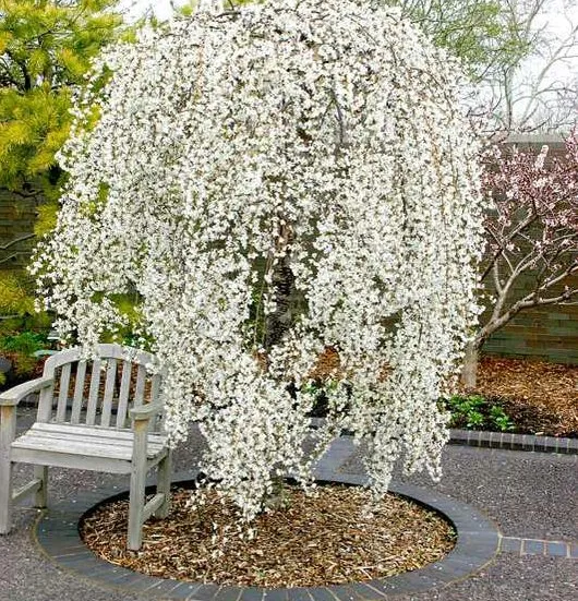 Flowers of Snow Fountain Weeping Cherry tree for sale near me in Lebanon PA.