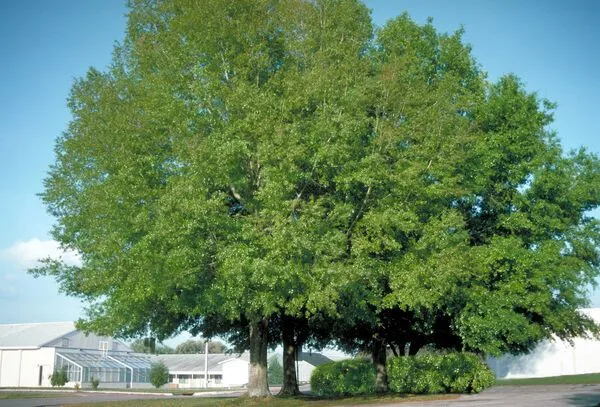 Swamp White Oak Tree