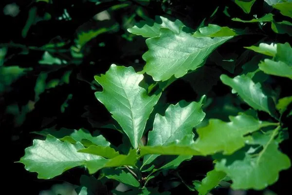 Swamp White Oak Foliage