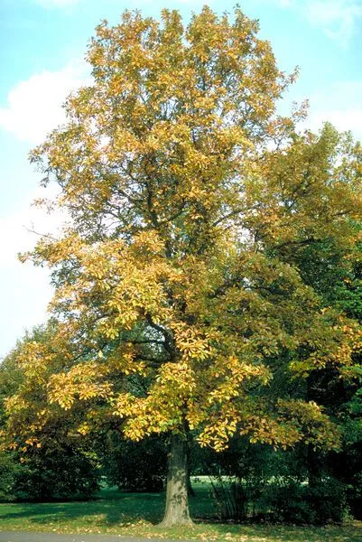 Swamp White Oak Tree