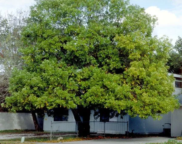 Sweet Bay Magnolia Tree