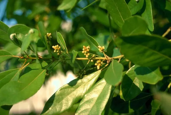Sweet Bay Magnolia Foliage
