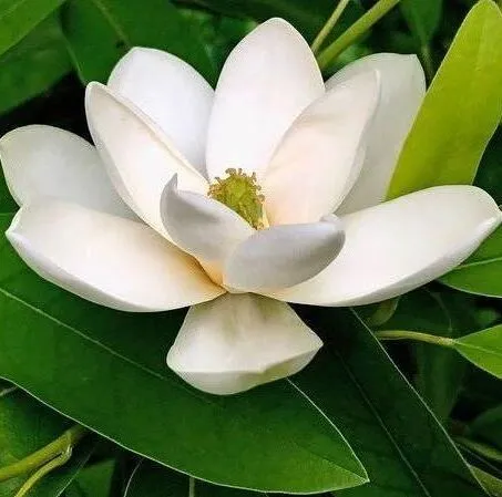 Flower of Sweet Bay Magnolia tree for sale near me in Lebanon PA.