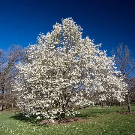 Sweet Bay Magnolia Tree
