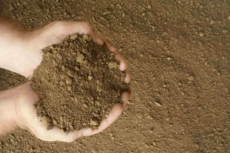 Screened Topsoil