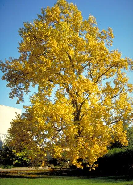 Tulip Poplar Tree