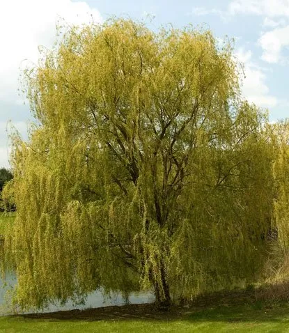 Weeping Willow shade tree for sale near me in Lebanon PA.