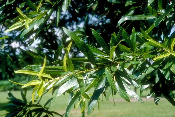 Willow Oak Foliage