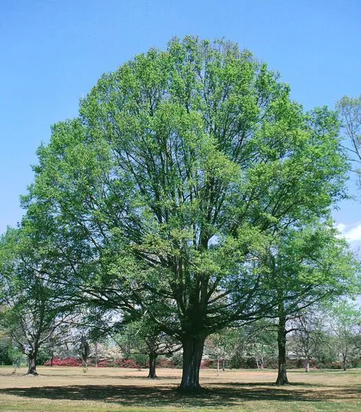 Willow Oak Tree